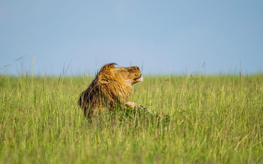 Maasai Mara – A Second Full Day in the Wilderness