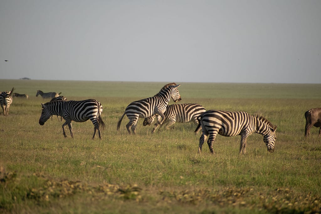 Tarangire to Serengeti – Entering the Great Migration Ecosystem