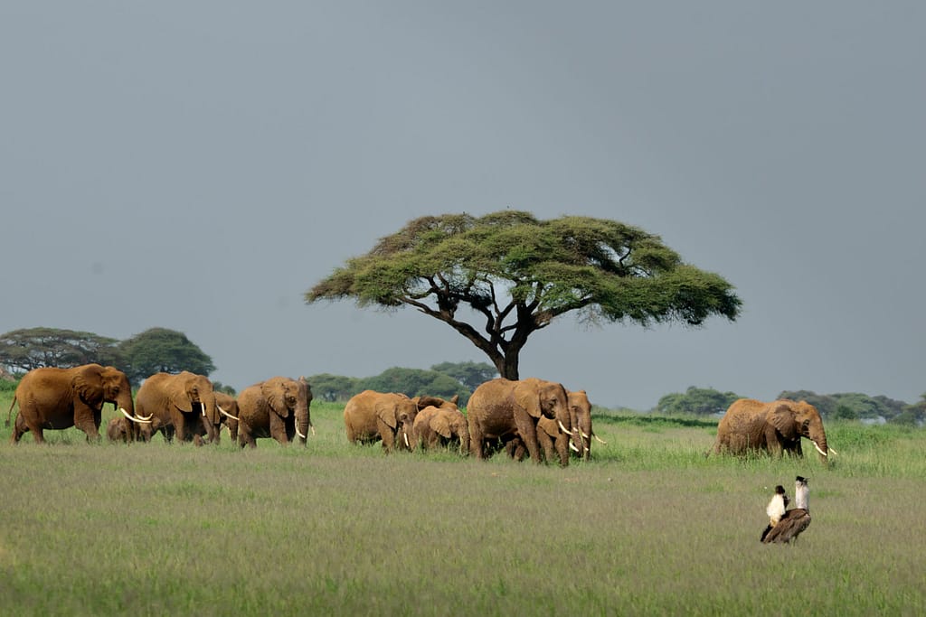 Lake Nakuru to Amboseli – Journey Toward Mount Kilimanjaro