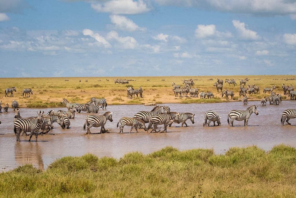 Full-Day Serengeti Safari – Following the Wildlife