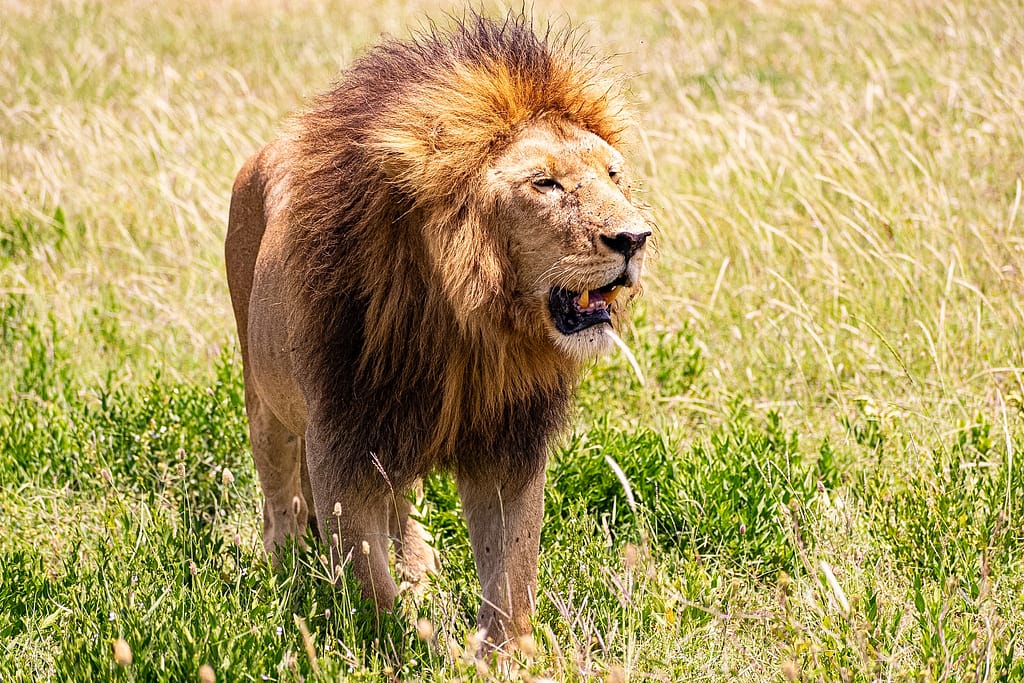 Serengeti – Big Cats, Migration and Endless Plains