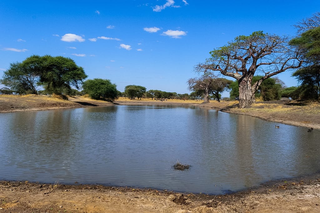 Full-Day Tarangire Safari – Elephants and Baobabs