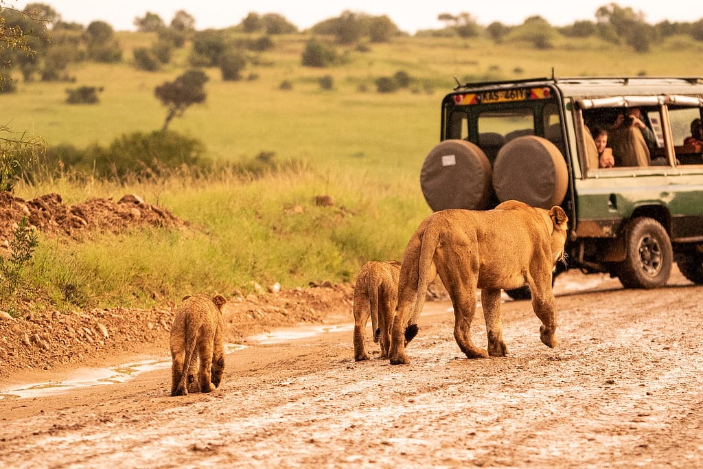 Nairobi to Maasai Mara – Into Kenya’s Big Cat Country